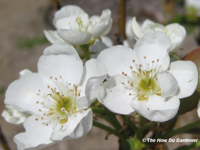 Plant Hardiness Zones The How Do Gardener™