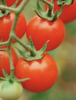 Tomato Time Tips