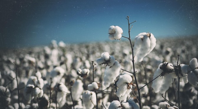 Soaring Cotton Prices