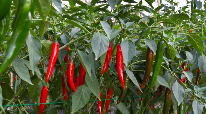 The Surprising Health Benefits of Chili Peppers