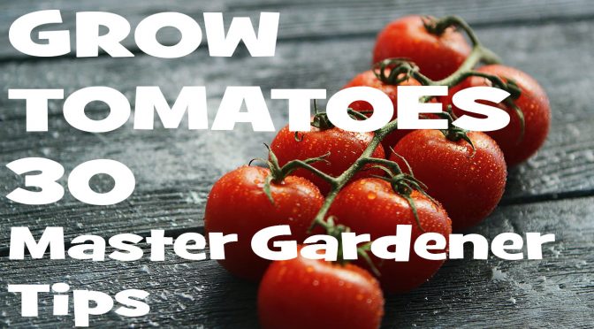 How to Grow Tomatoes: 30 Master Gardener Tips